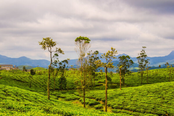 KERALA TOUR PACKAGES - Image 2