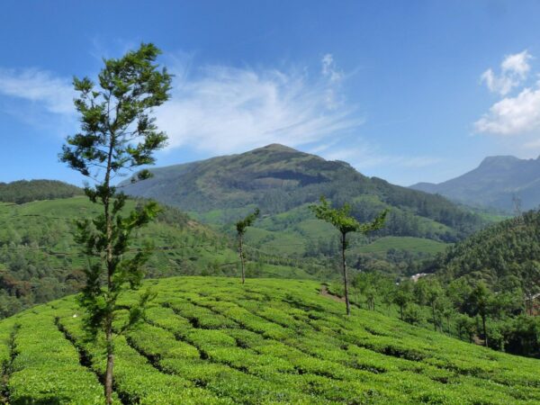 Cochin/Alleppey/Thekkady Tour Packages - Image 2