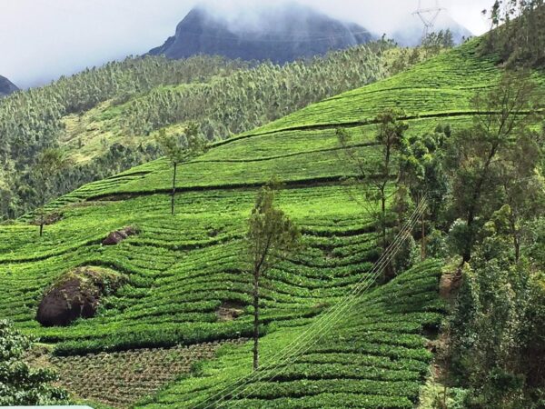 3 Days Ooty - Muthumalai Tour Packages - Image 5